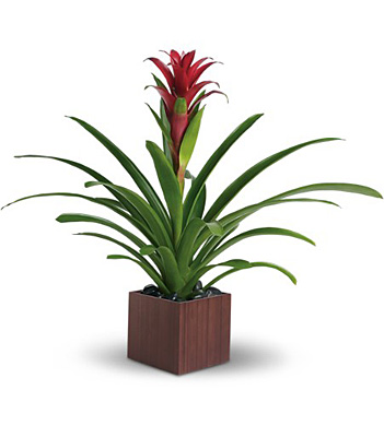 Teleflora's Bromeliad Beauty